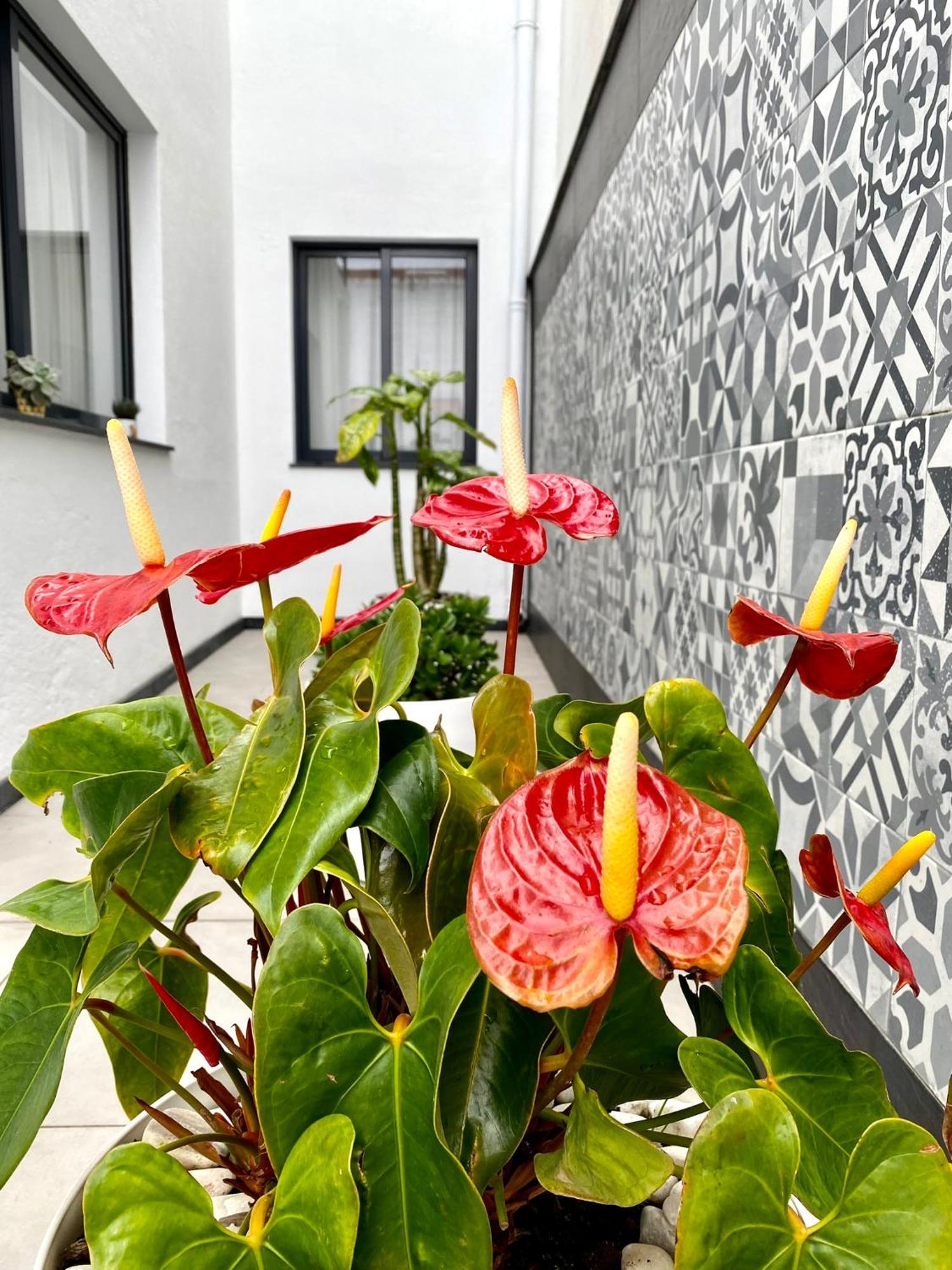 Iris House Al Azores Πόντα Ντελγκάντα Εξωτερικό φωτογραφία